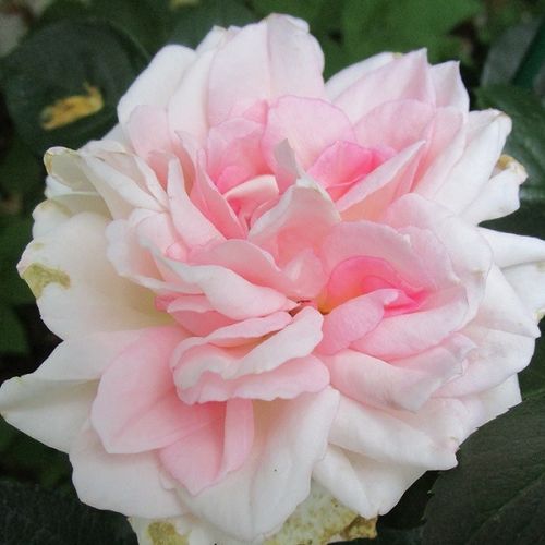 Nosztalgia rózsa - Rózsa - Daisy's Delight - Online rózsa rendelés